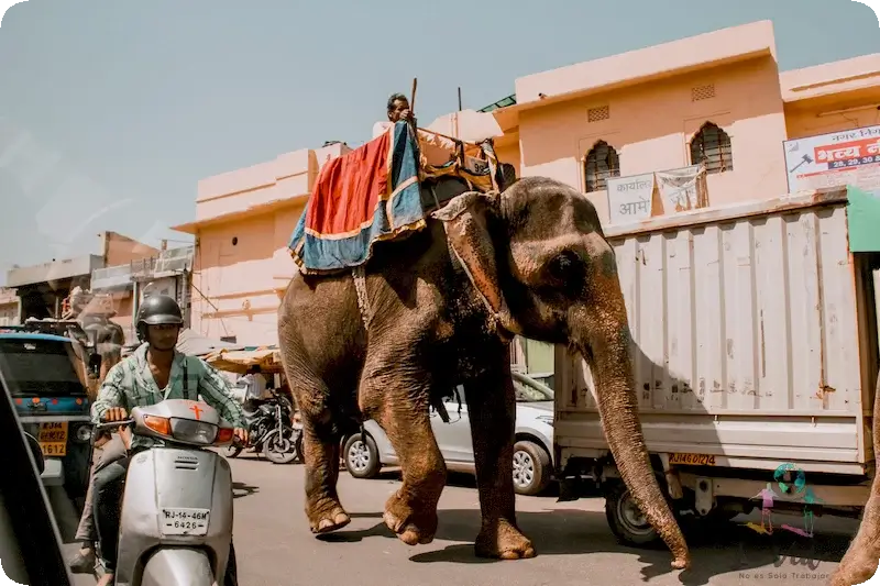 Elefante en el medio de Jaipur