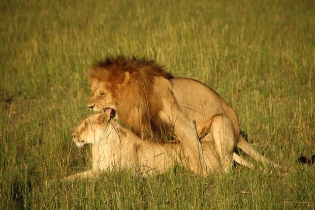 Safari en África leones apareándose