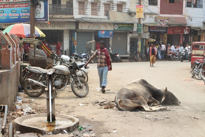 Viajar India Consejos vacas