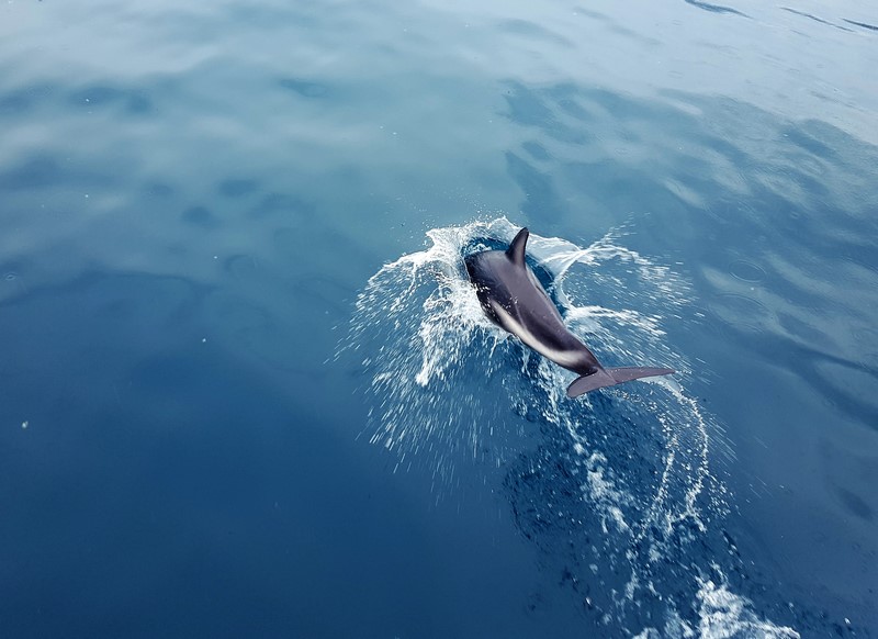 Delfines en Kaikoura