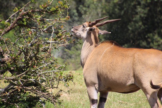Safari Kenia: Aberdares Country Club animal