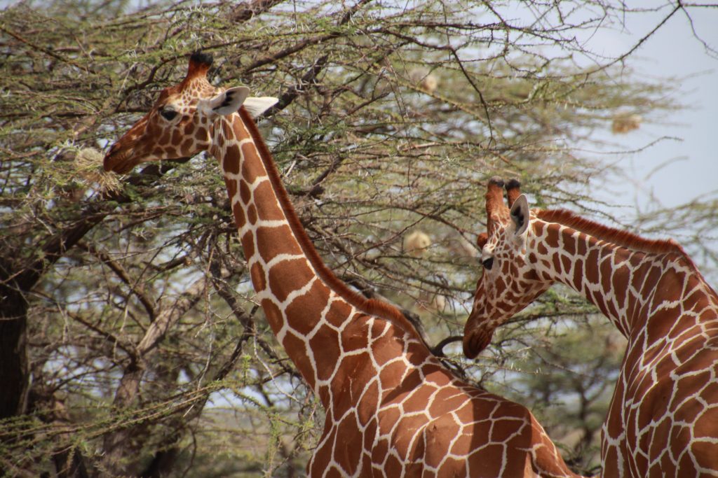Jirafa en Safari Samburu