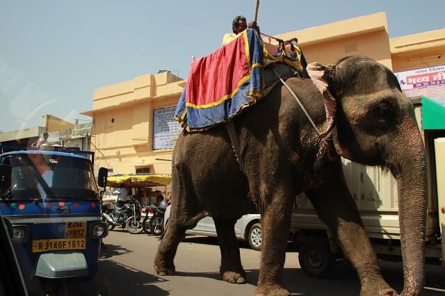Viaje a la India: elefante desde nuestro coche