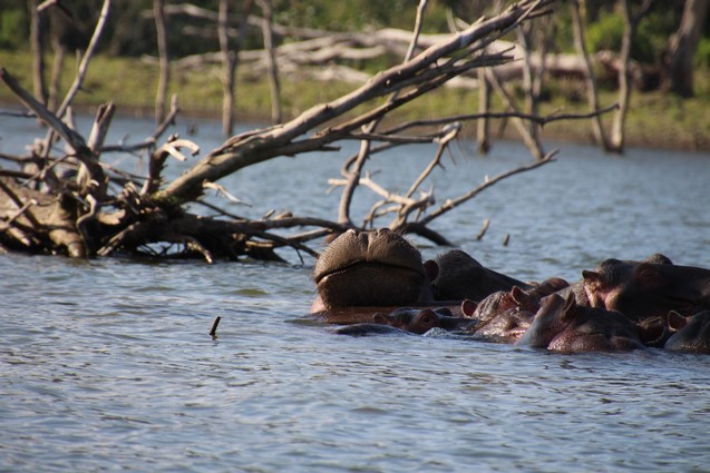 Familia Hipopótamos Lago Naivasha