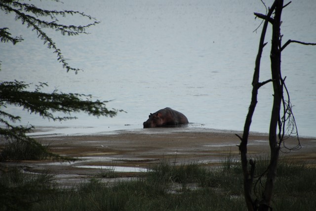 Safari Lago Nakuru hipopótamo