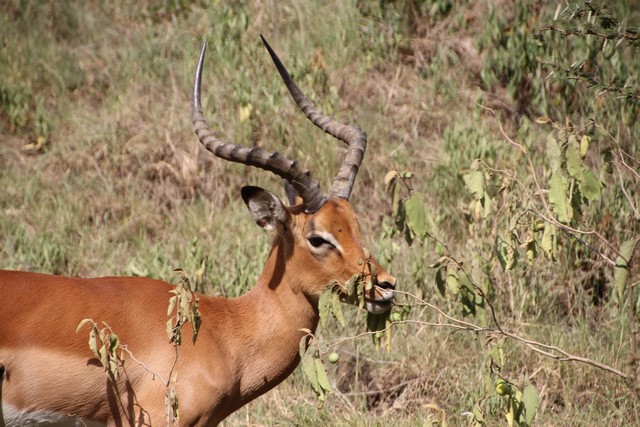 Lago Nakuru antilope