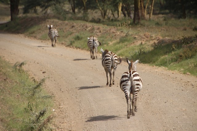 Cebras abriendo camino en Lago Nakuru