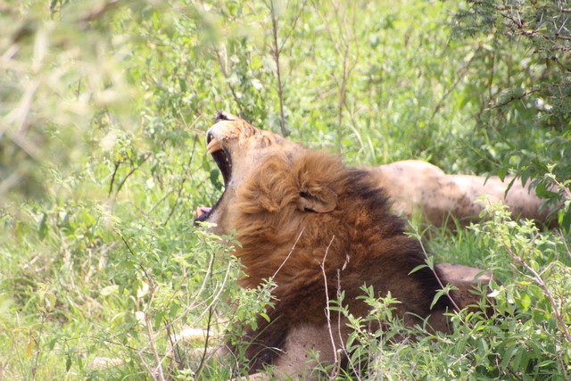 Lago Nakuru: leones
