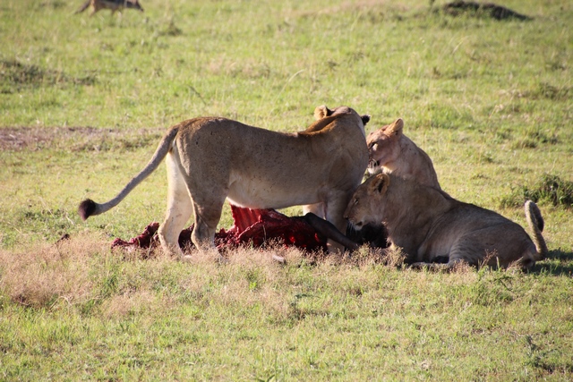 Safari Masai Mara: caceria leones