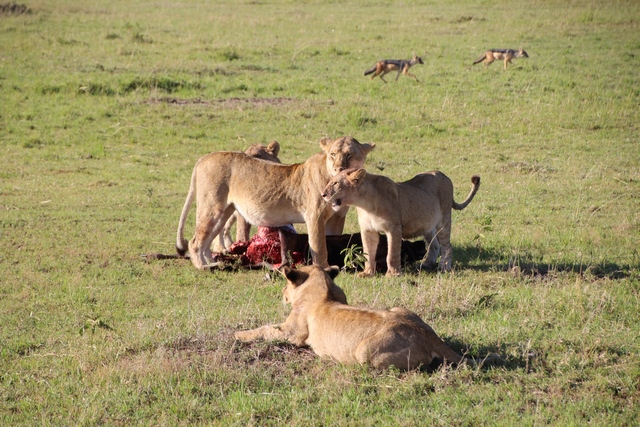 Safari Masai Mara: caceria leones 2