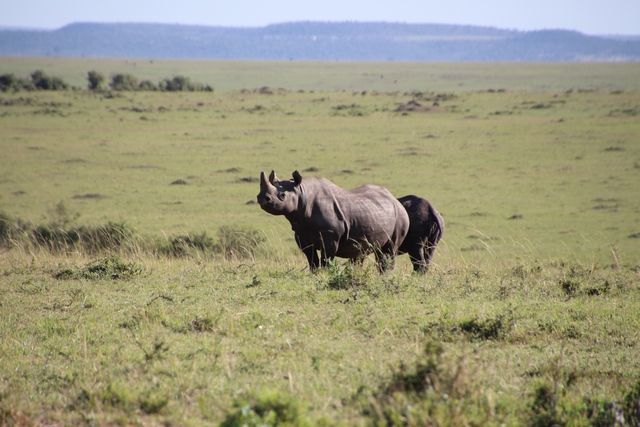 Safari Masai Mara: rinoceronte negro