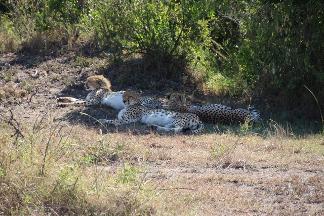 Safari Masai Mara: guepardo