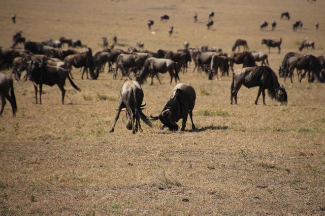 Pelea ñus en Masai Mara