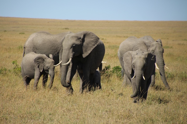 Safari Masai Mara: elefantes