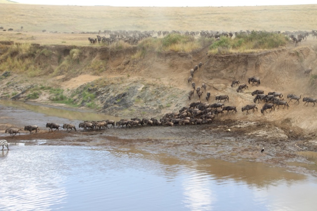Safari Masai Mara: gran migración