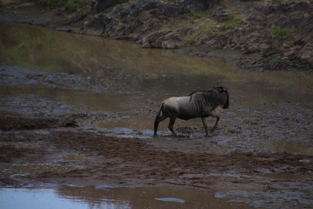 Safari Masai Mara: ñu cogido por cocodrilo escapandose