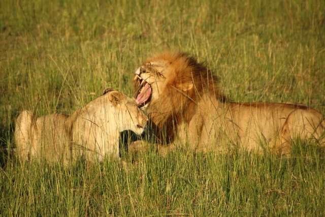 Safari Masari Mara, pareja leones