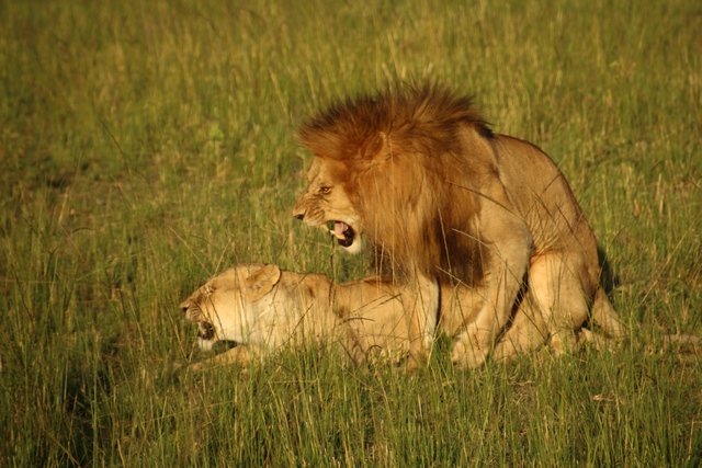 Safari Masari Mara, pareja leones emparejándose