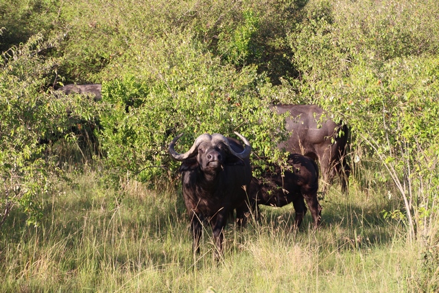 Safari Masai Mara: búfalos