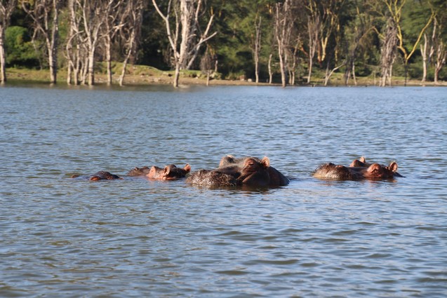 Safari Lago Naivasha Hipopótamos