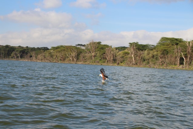 Águila lago Naivasha