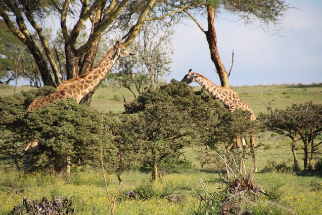 Safari Lago Naivasha: jirafas