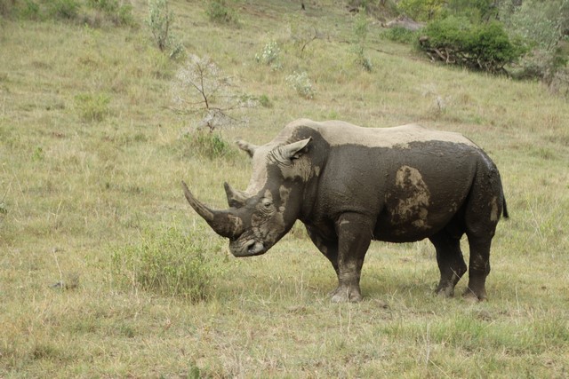 Safari Lago Nakuru: rinoceronte