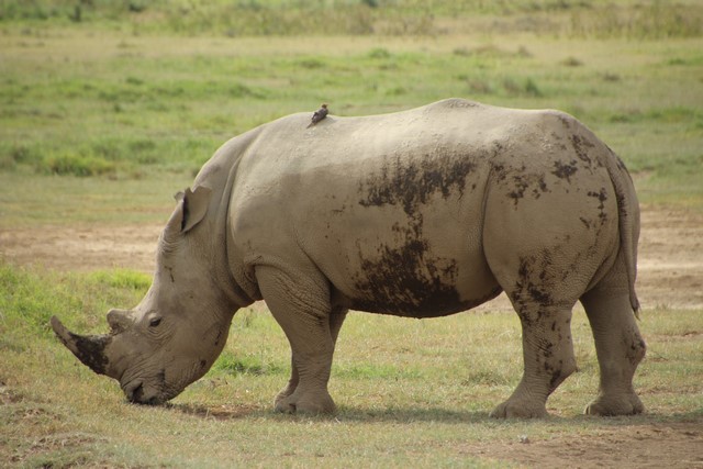 Nakuru Rinocerontes 