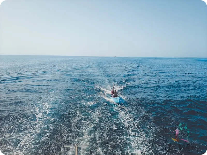 Excursion delfines; Hurghada Mar Rojo Egipto excursion