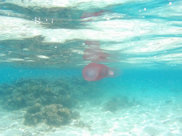 Medusa Hurghada