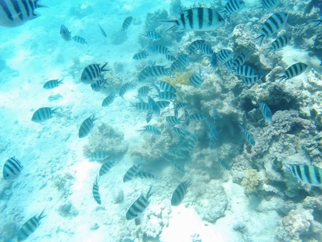 Peces Snorkel Egipto