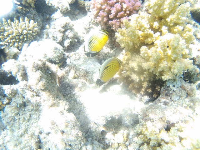 Peces de colores, Mar Rojo