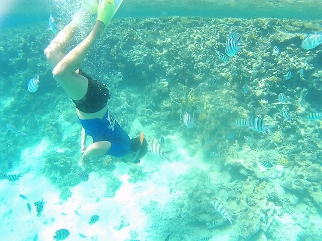 Snorkel entre un banco de peces