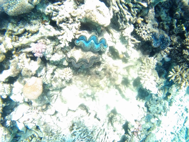 Ostras azules
