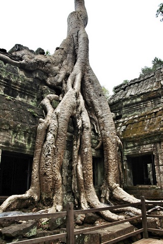 Templos de Angkor, Ta Prohm