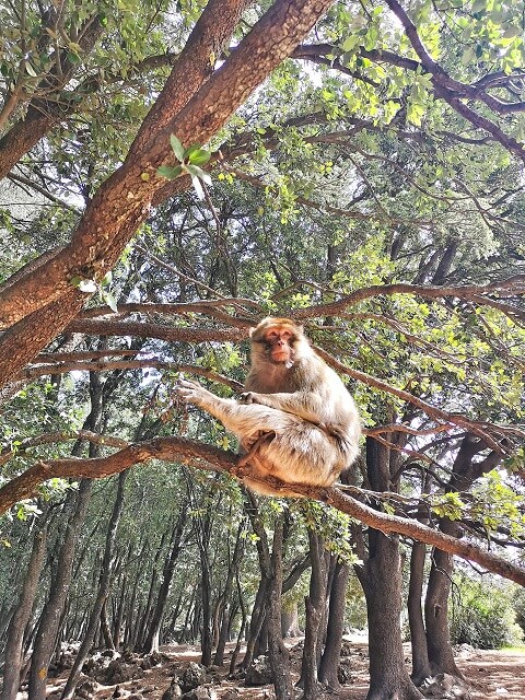 Monos en el Bosque de los cedros Azrou
