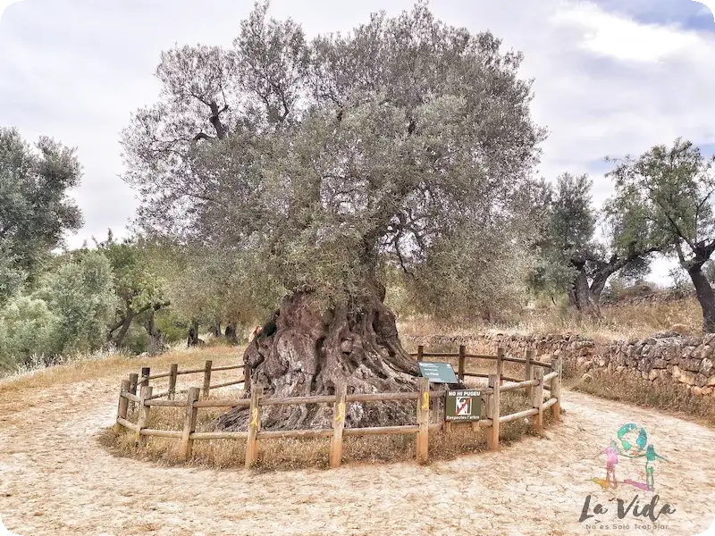 Lo Parot, el árbol milenario de Horta de Sant Joan Tarragona