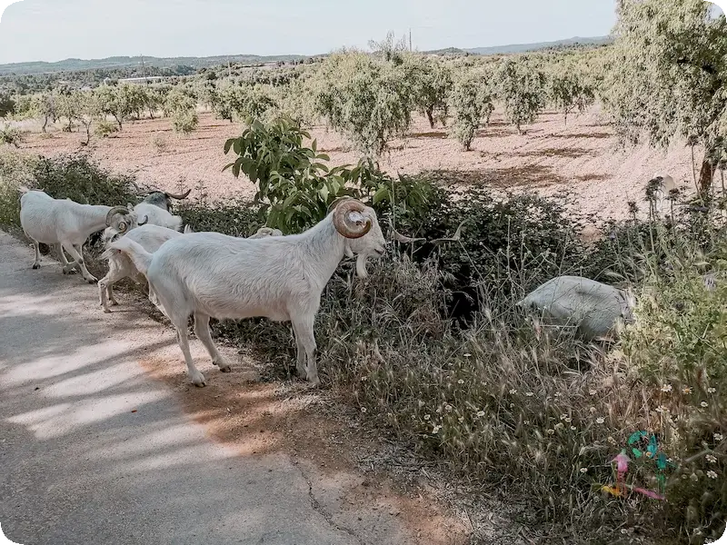 Camino al Povet de la Neu