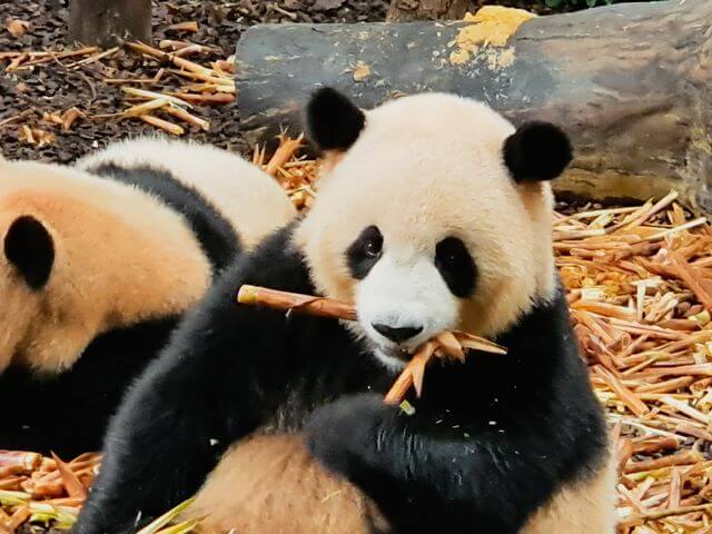 Chengdu Research Base of Giant Panda Breeding Center