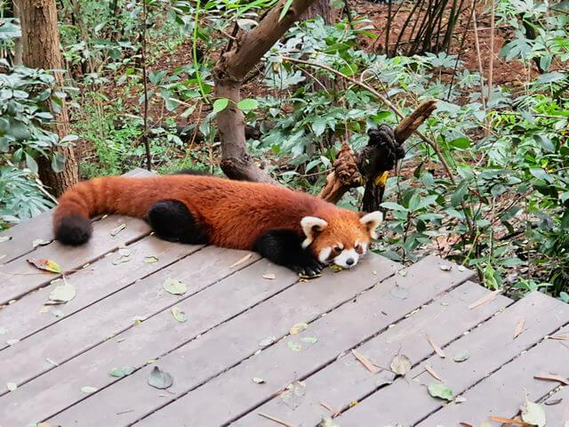 Chengdu Research Base of Giant Panda Breeding Center