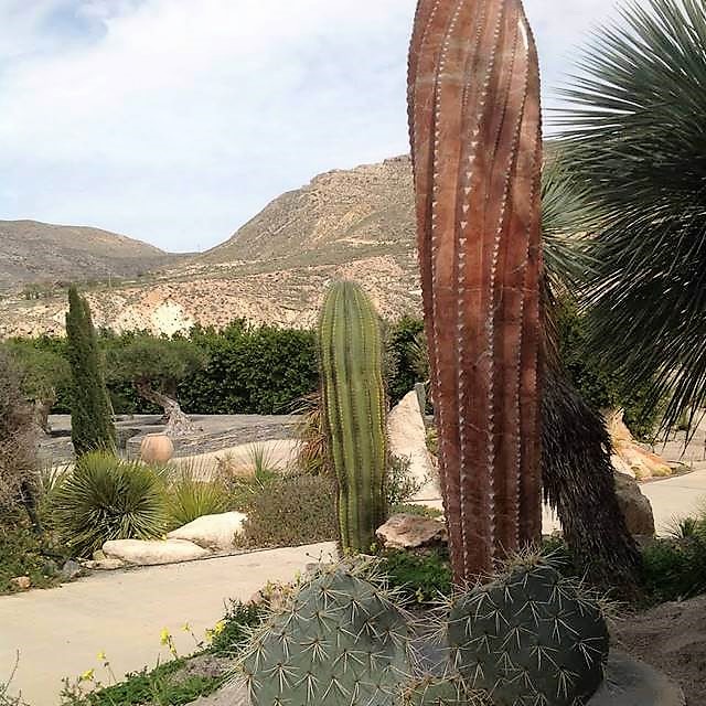 Cactus Nijar 