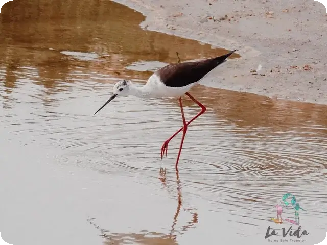 Avistamiento de aves en el Poblenou del Delta