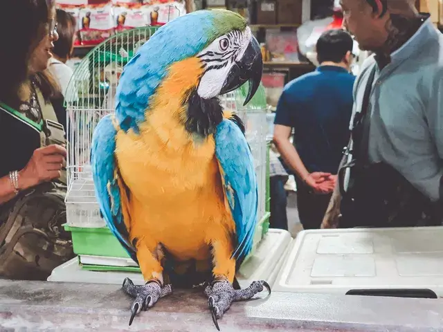 Mercado aves