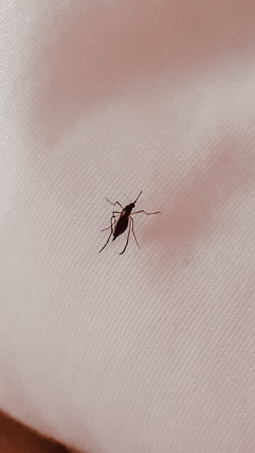 Mosquitos en Riviera Maya