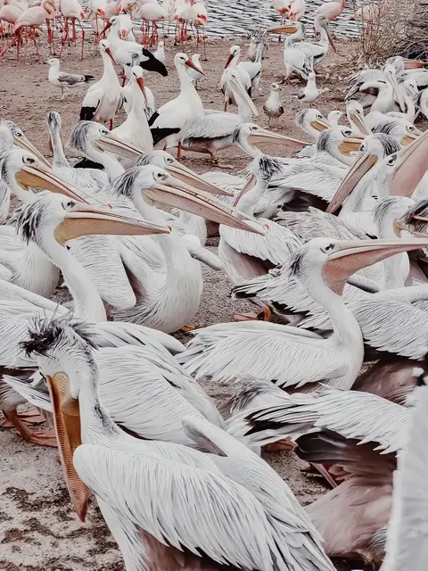 Pelicanos Reserva Africana Sigean