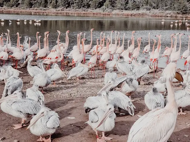 Pelicanos y flamencos Reserva Africana Sigean