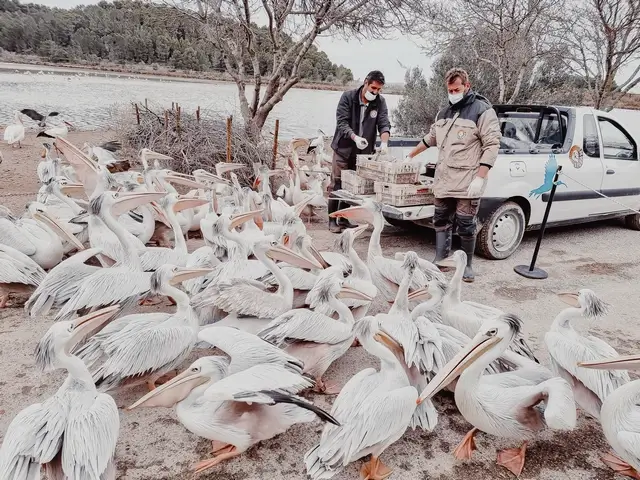 Pelicanos Reserva Africana Sigean