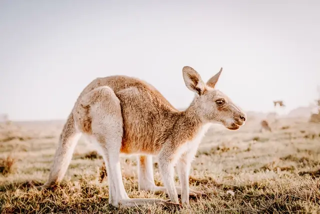 Canguro en Kangaroo Island