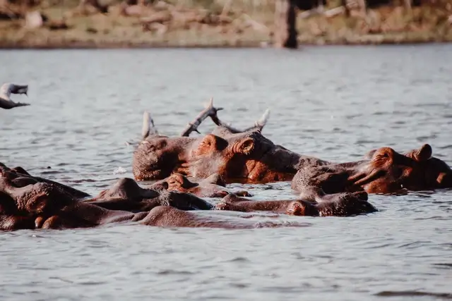 Hipopótamo Lago Naivasha