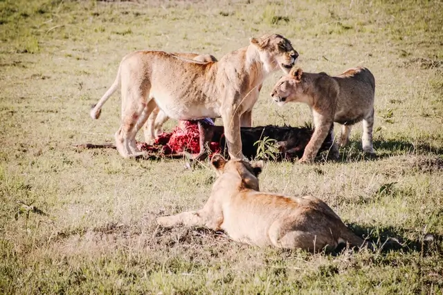 Leones cazando en Masai Mara Kenia